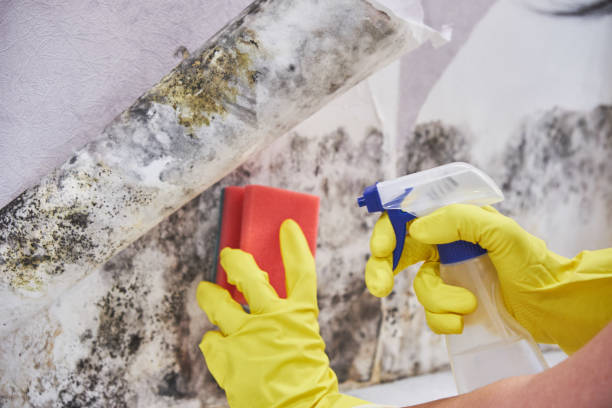 Best Emergency Mold Remediation  in USA